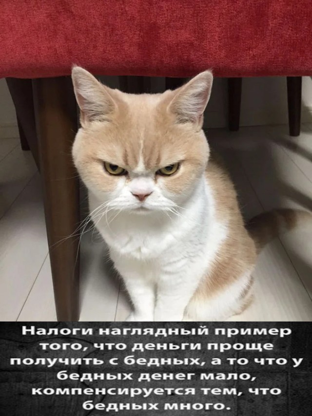 Котов Эрмитажа обложили налогом на наследство в 60%
