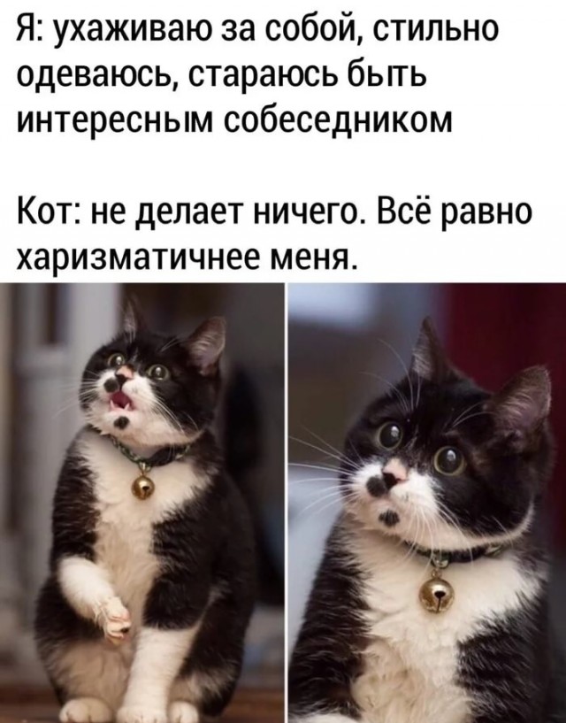 В завершение котовторника.