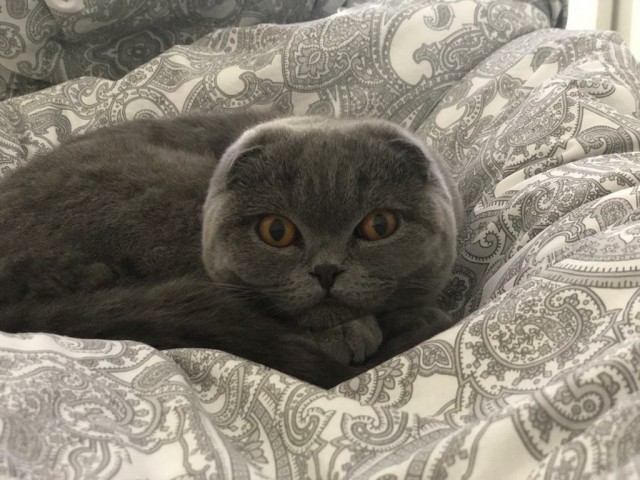 Последний котовторник 2020 года