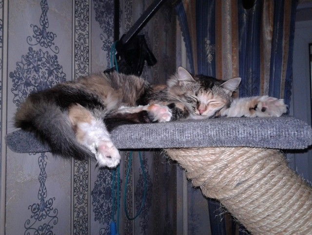 Домик для котейки