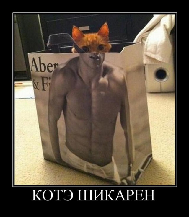 Угарный котейка
