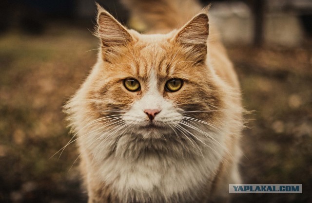 Котовторнику быть!