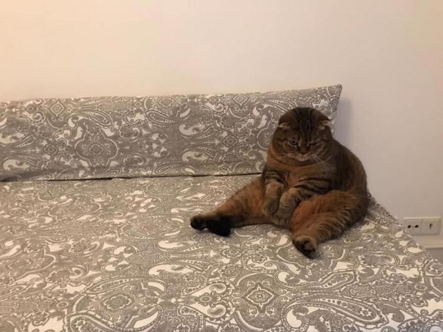 Кошки , кошечки, котяры 14.03.21