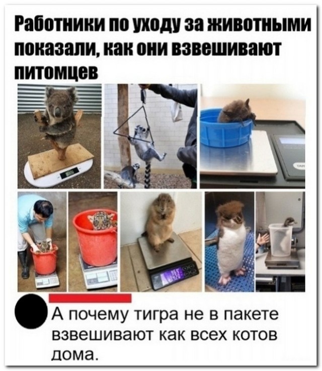 Забавные комментарии из социальных сетей (22.06.21)