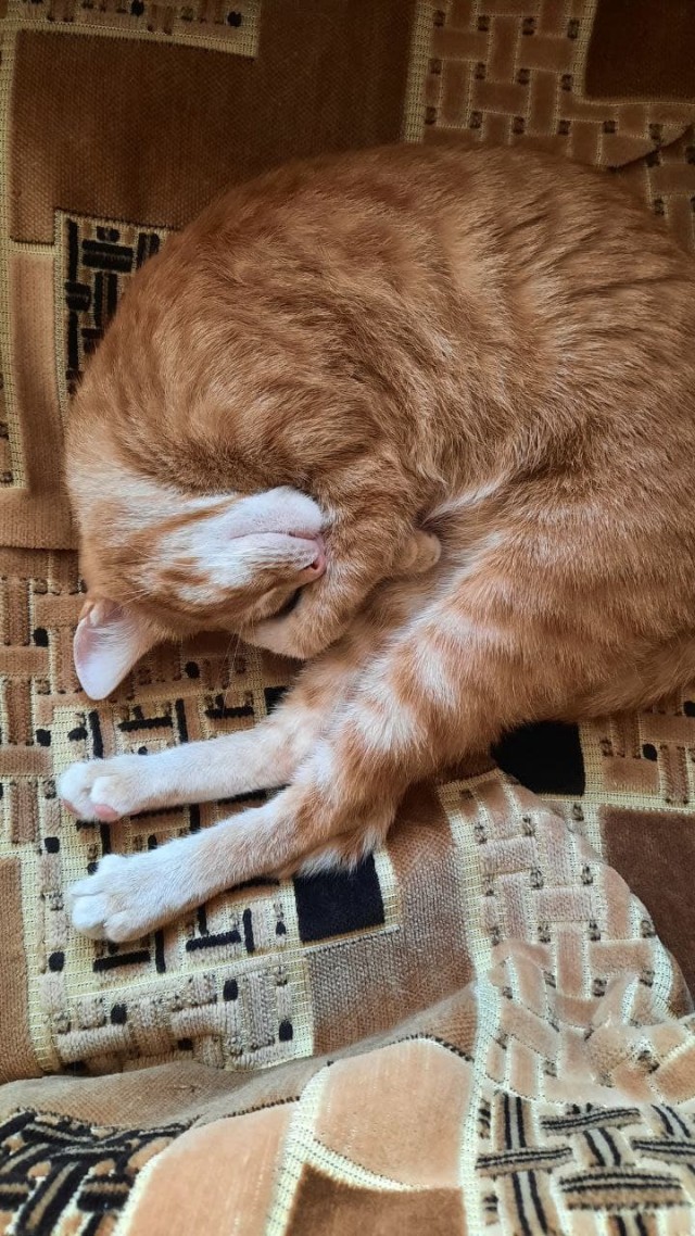 Котовторник (свои добавляем)