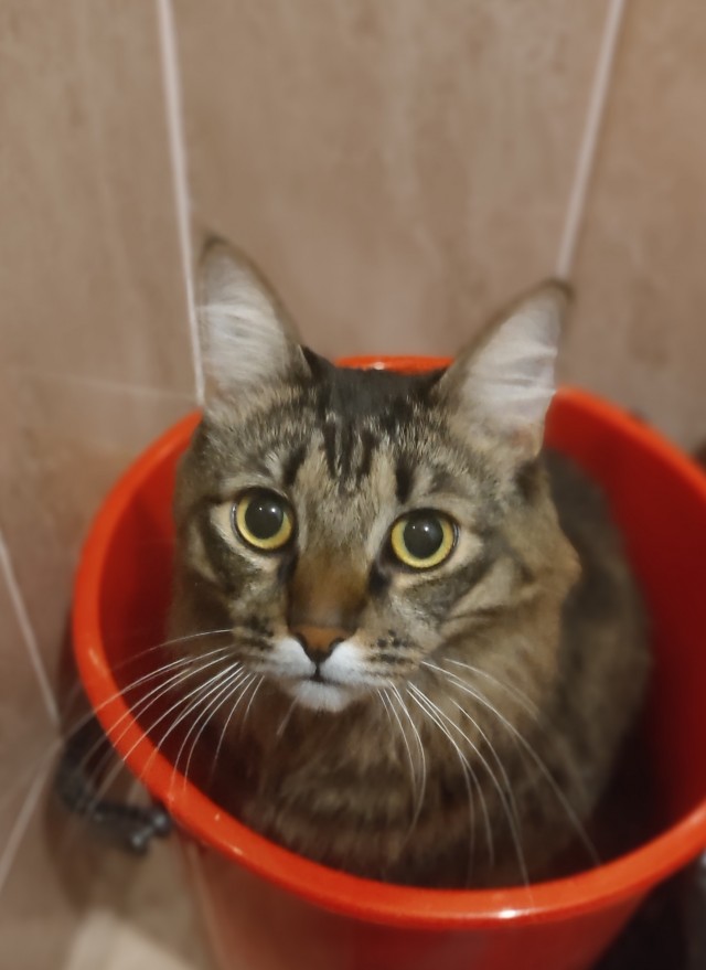 Новая хозяйка (к котовторнику)