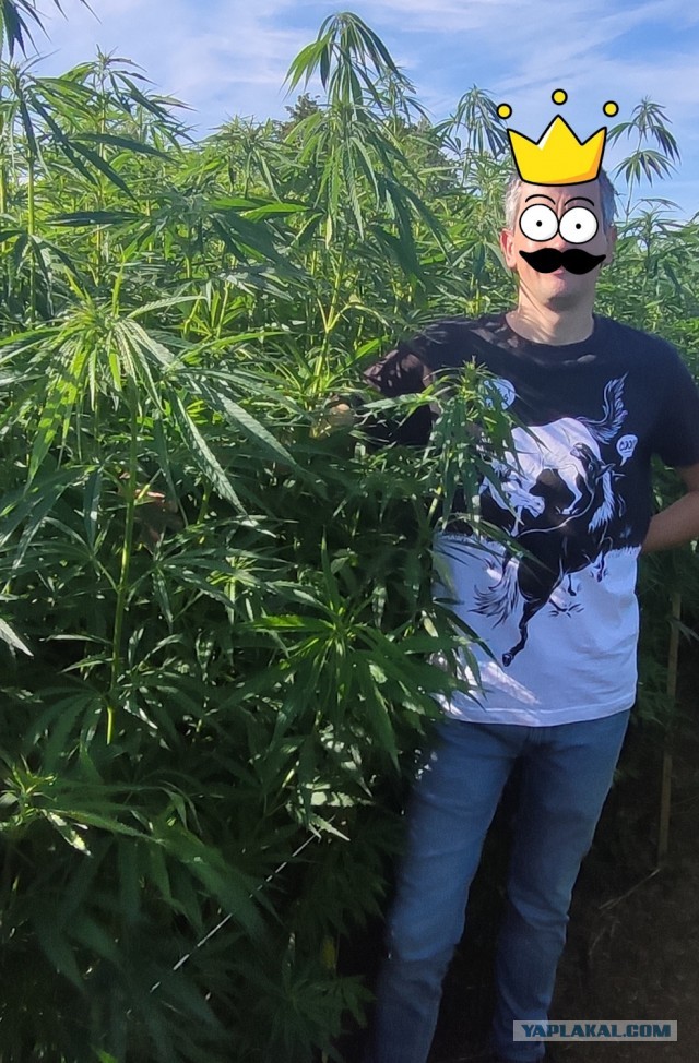 Симоньян под лупой