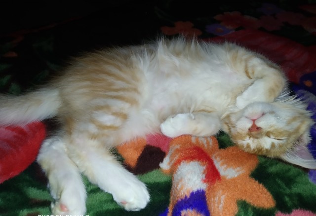 Кошка