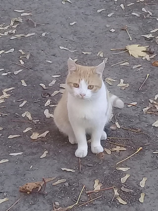 Котовторнику посвящается