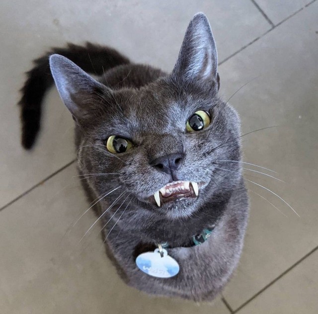 Котики не имеют национальности!!