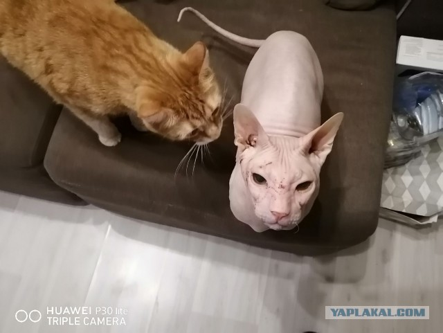 Котовторник