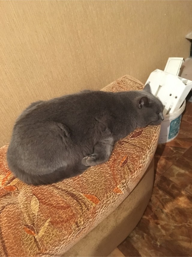 А это мой котан к котовторнику