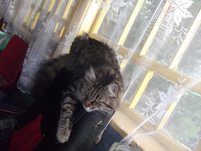 А это мой котан к котовторнику