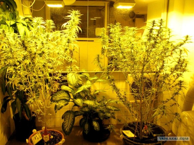 Голландия !