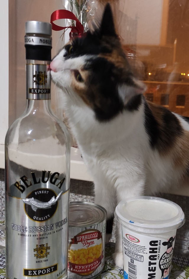 Котёнок Батон приветствует ЯПовцев