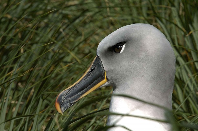 Северный ледовитый океан