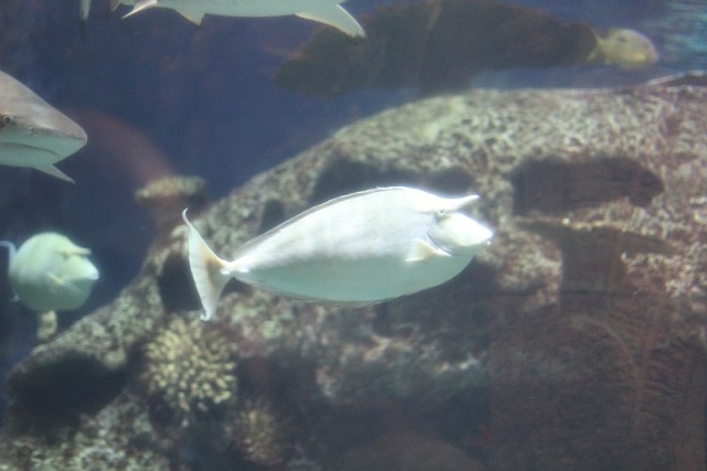 Деревенская Америка