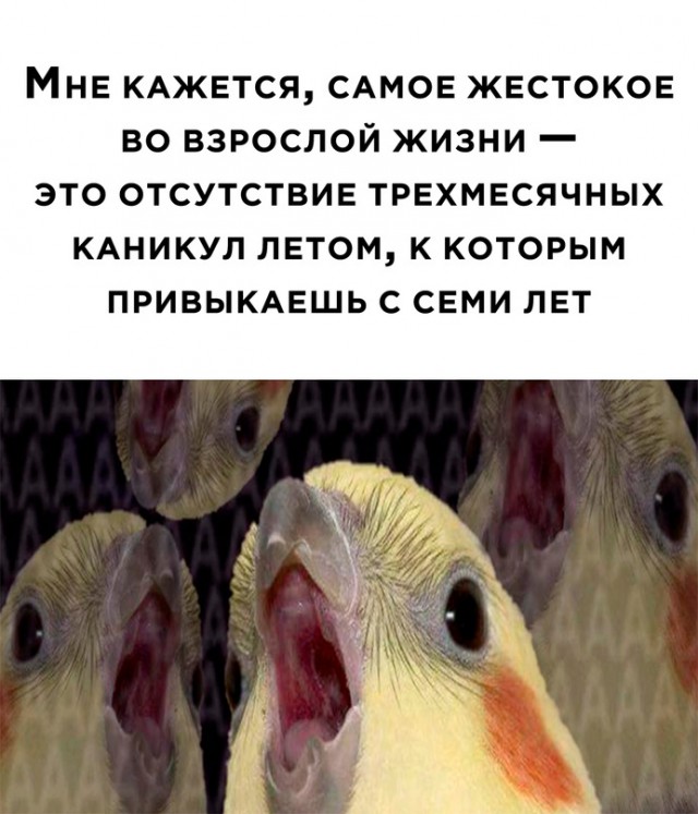 Картинки и мемы, всем хороших выходных