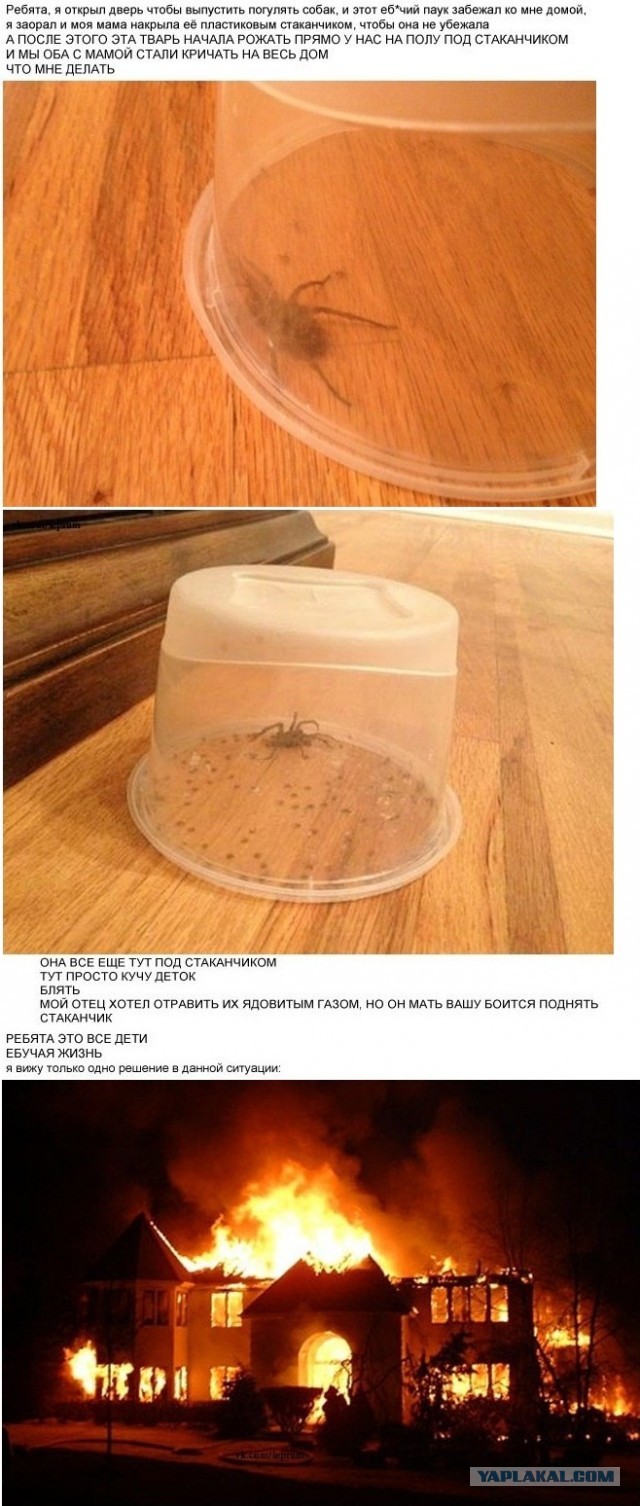 Неожиданность с пауком