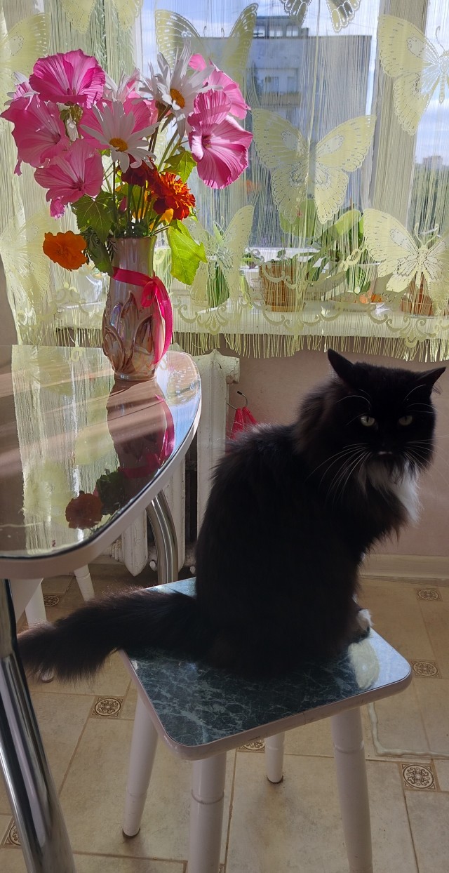 Котовторник! 16+ Коллеги-рабы, отмечаемся, у кого хозяину много лет!