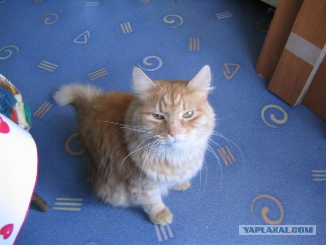 Котовторник 30.04.2013