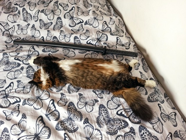 Хоть и не котовторник...