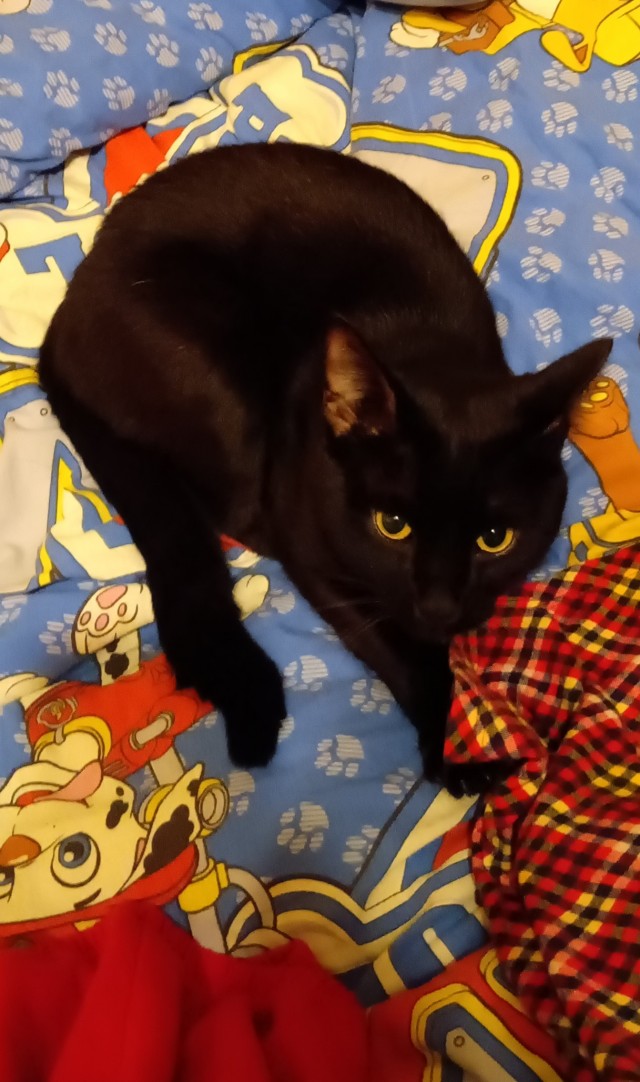 Новый хозяин