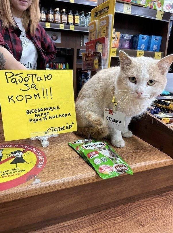 Стажер работает за еду