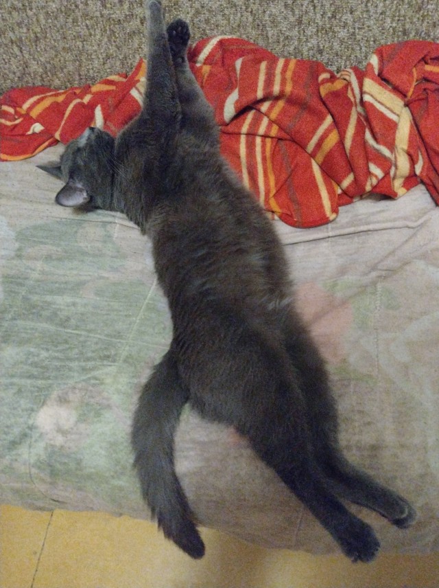 Меня приютили
