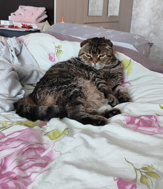 Котовторник 09.04.24
