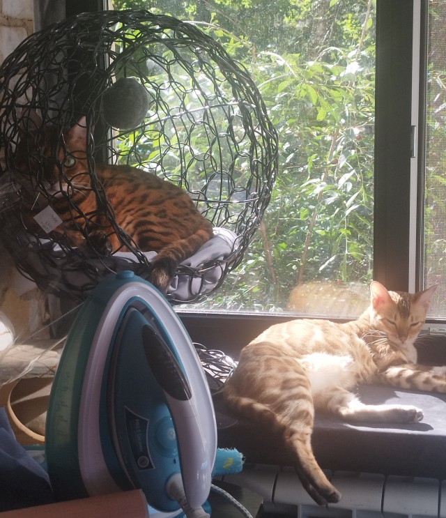 Котовторник же!