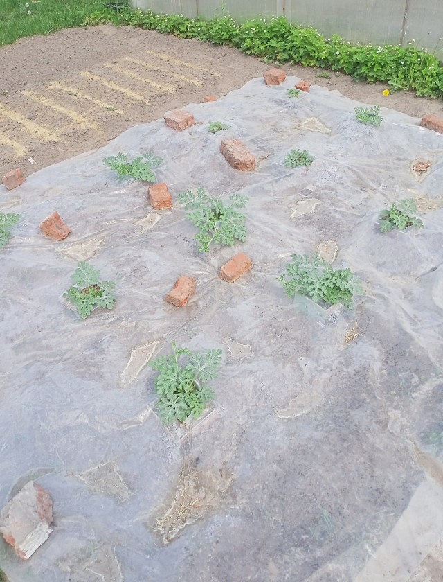 Посадил арбузы, Йошкар-Ола