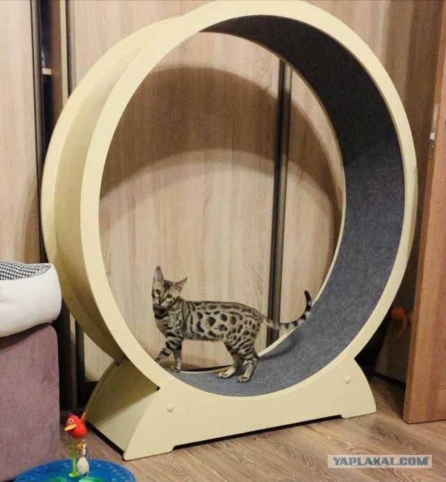 Шикарная игрушка для кошек