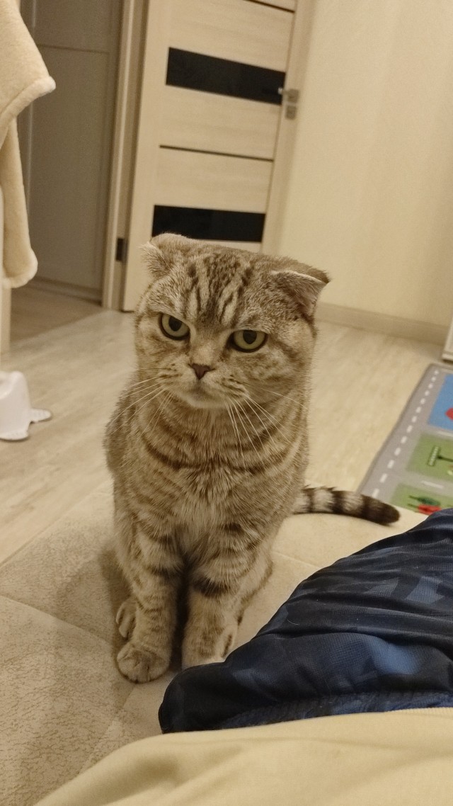Котовторник