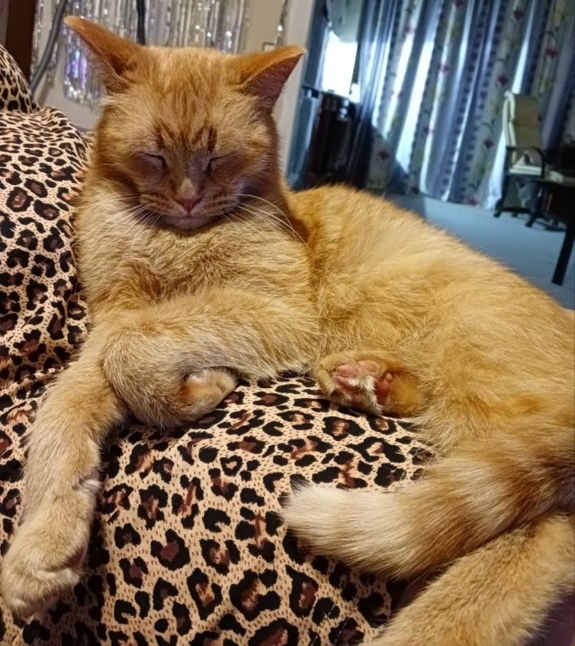 Котовторник