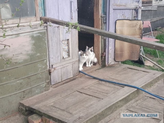 Жизнь домашнего приюта для котеек 540