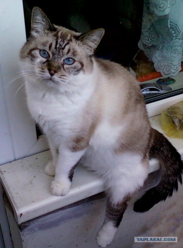 Немного о  Мейн Куне.