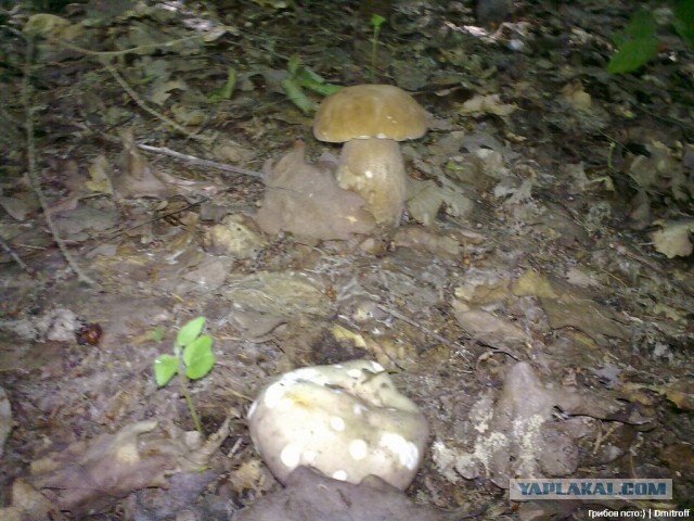 Поход за грибами,