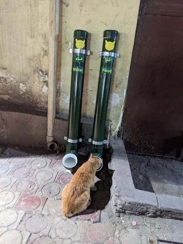 К котовторнику.