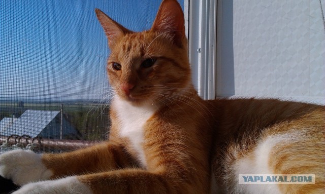 Котовторник 25.06.2013