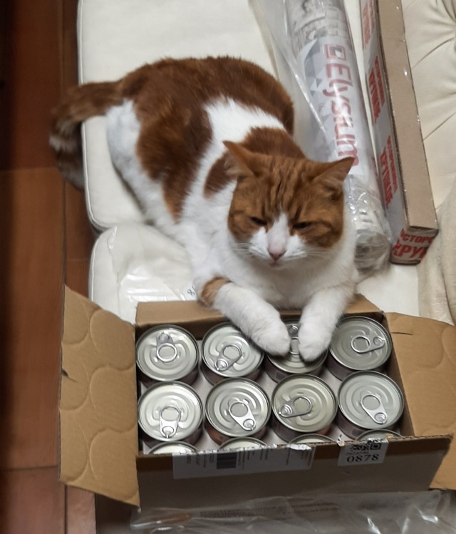 Моя жена не умеет фоткать кота