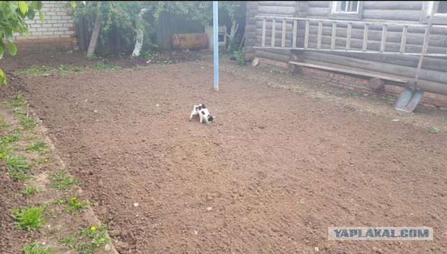 Господа, Вы спрашивали, как отметить точный центр параллелограмма?