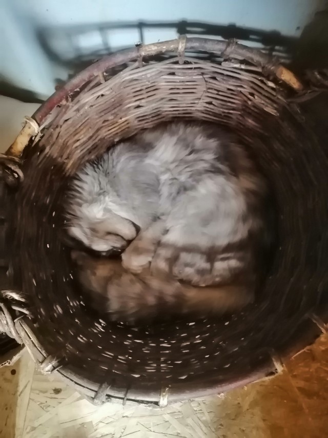 Коты и коробки