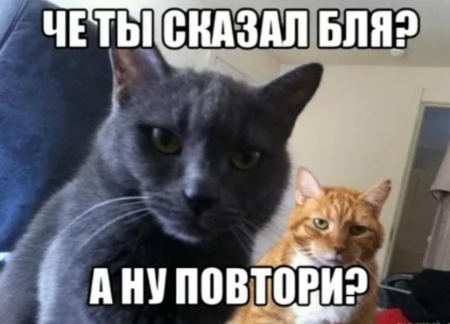 Я не люблю кошек.