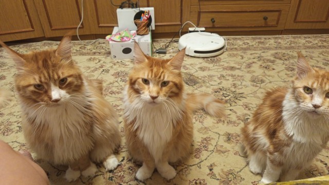 Котовторник