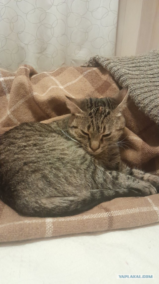 Старые времена