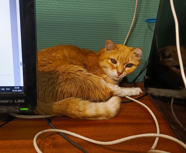 Котофторник жеж