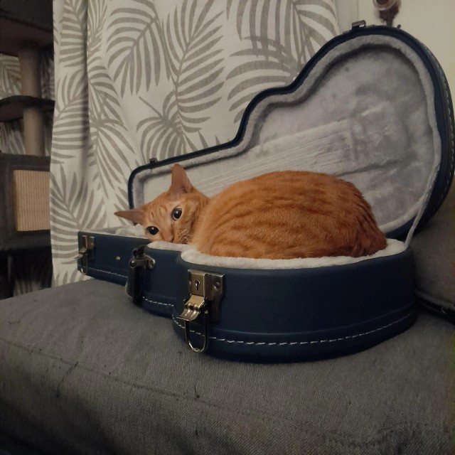 Рандомных фото котов тред
