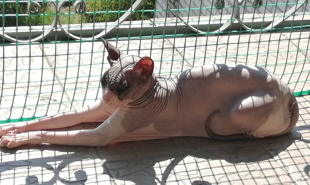 К котовторнику делюсь