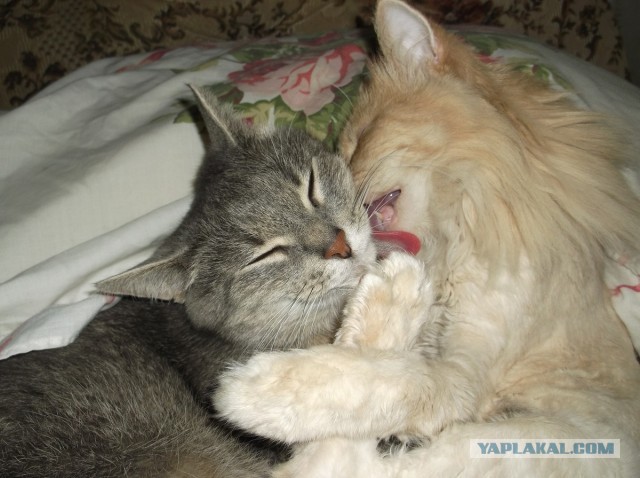 Котовторник 23.07.2013